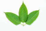 Manfaat Daun Srikaya Kesehatan dan Kecantikan Alami